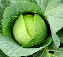 Opis sorte zelene kobasice: osobitosti uzgoja, brige i povratnih informacija