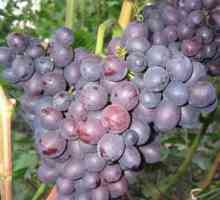 Opis sorte grožđa Kras Nikopol