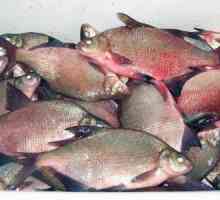 Opisthorchiasis - kakva vrsta ribe? Opisthorchiasis: simptomi kod ljudi, liječenje i prevencija