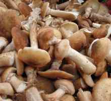 Opeyat s krumpirom u pećnici: u kiseloj vrsti i loncima