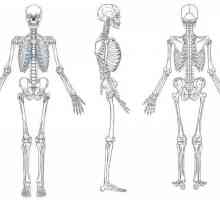 Muskuloskeletni sustav: funkcije i struktura. Razvoj ljudskog mišićno-koštanog sustava