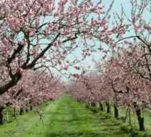 Posipati breskvu u proljeće. Peach care u proljeće: značajke i glavna pravila