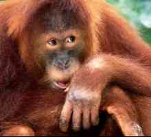Orangutan Sumatran: opis i fotografija