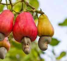 Cashew nuts: korisna svojstva i kontraindikacije
