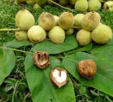 Nut u obliku srca: opis i osobitosti uzgoja