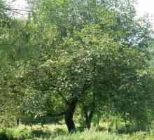 Nut tree: značajke uzgoja