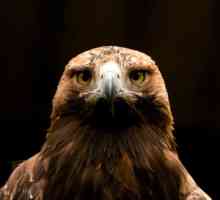 Eagle-pokopan tlo: ptica na rubu izumiranja