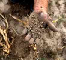Organska gnojiva: vrste i njihova svojstva. Primjena organskih gnojiva