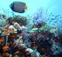 Organski svijet Atlantskog oceana: značajke i opis