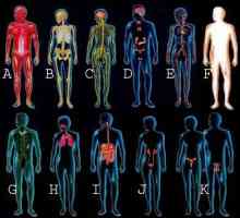 Ljudski organi: dijagram. Anatomija: struktura čovjeka
