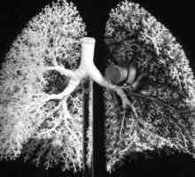 Ljudski respiratorni organi. Struktura i funkcija respiratornog sustava