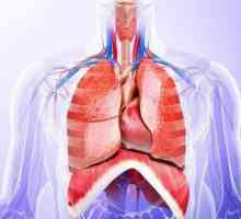 Organi prsne šupljine: struktura, funkcije i značajke