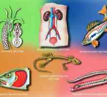 Životinjski organi, organski sustavi: definicija, primjeri