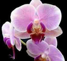 Orkide iz Vijetnama: značajke njege. Kako saditi orhideja