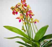 Orhideje multiflora: kućna njega