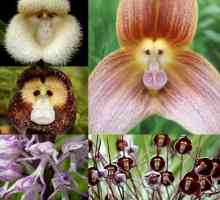 Orkide Drakula: fotografije, sadnja i skrb kod kuće
