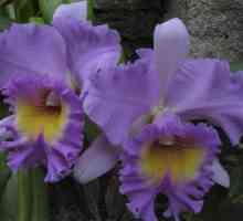 Orchid violet (fotografija). Što su orhideje i kako se brinuti za njih?