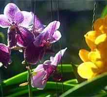 Orhideja - zalijevanje, njegu, cvjetanje