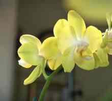Orhideja: reprodukcija i skrb kod kuće, fotografija