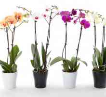 Orhideja: kućna njega, reprodukcija, transplantacija
