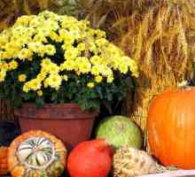 Izvorna primjena sjemena i žitarica: značajke i ideje