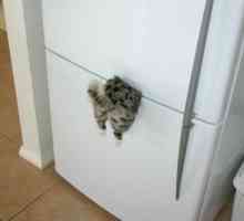 Izvorni magnet na hladnjaku: `zaglavi mačka`
