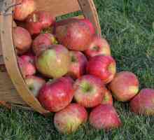 Orlinka - jabuka ranog zrenja voća