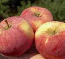 Orlovite je jabučno stablo ljetnog sazrijevanja plodova. Opis kulture