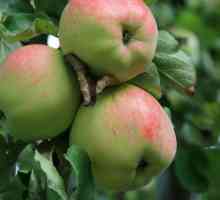 Orel prugasta jabuka: značajke sorte