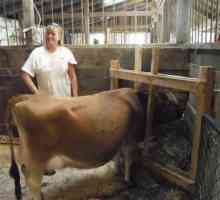 Inseminacija krave: metode i preporuke. Umjetna oplodnja krava: tehnologija