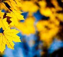 Jesen lišće - zlatni glasnici jeseni