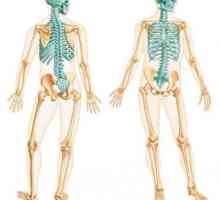 Aksijalni kostur. Kosti aksijalnog kostura