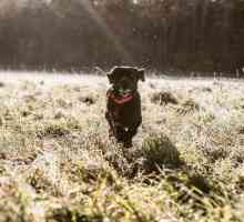 Košare za pse s navigatorom: opis, karakteristike, upute. Jakar s GPS-om za pse za lov