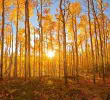 Aspen u jesen - nevjerojatna ljepota i nasilje boja
