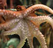 Octopus Paul: opis, predviđanja i zanimljive činjenice