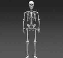 Temelj ljudskog kostura. Kosti kostura
