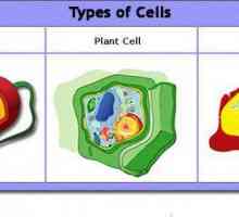 Osnovne vrste stanica