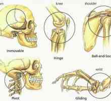 Glavne vrste veze ljudskih kostiju: shema i tablica