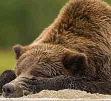Značajke životinja: zašto medvjed pada u hibernaciju