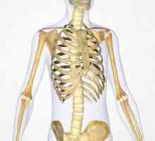 Osteon je strukturna jedinica kosti: struktura i funkcija
