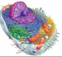 Što određuje oblik stanica? Stanični oblici