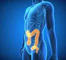 Odjeli debelog crijeva, njegova struktura i funkcije