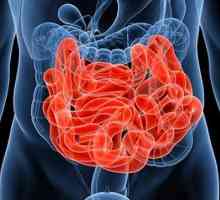 Podjela tankog crijeva: opis, struktura i funkcije
