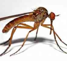 Odakle dolazi komarac? Koliko dugo živi obični komarac?