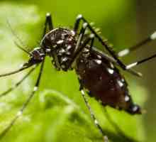 Odakle komarci dolaze iz kuće: razlozi za njihov izgled i kako ih se riješiti