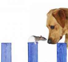 Otrovanje psa s otrovom štakora: simptomi i liječenje