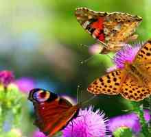 Poredak leptira: reprodukcija, prehrana, struktura i glavna podvrsta