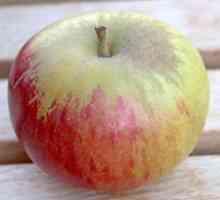 Pregled vrsta jabuka `papin šafran`. Jabuka "papin šafran": opis,…