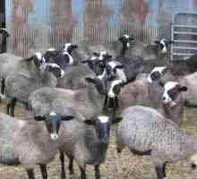 Овца куйбышевской породы – оптимальный выбор для выгодного бизнеса и домашнего хозяйства