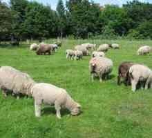 Овцеводство: бизнес-план. Овцеводство как бизнес от `А` до `Я`